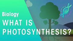 What Is Photosynthesis? | Biology | FuseSchool