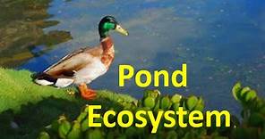 Pond Ecosystem for kids - Pond Ecology Facts & Quiz