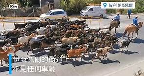 新冠疫情沖擊智利牧羊文化