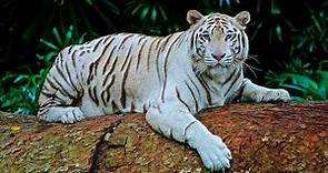 🐯 Tigre Blanco: Vídeo en la Naturaleza 🗻
