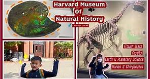 The Harvard Museum of Natural History, Cambridge USA