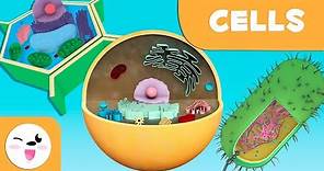 The cell: Structure, functions and its parts - Science for kids
