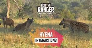 Hyena Interactions | African Wildlife On Safari