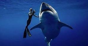 Sub nuota con «Deep Blue», lo squalo bianco più grande del mondo Corriere TV