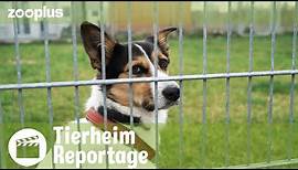 Wenn Helfer Hilfe brauchen: Alltag in deutschen Tierheimen | zooplus Reportage