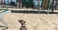 Sury il suricato domestico in spiaggia a prendere il sole