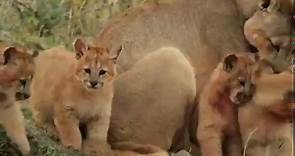 Nature - Pumas: Legends of the Ice Mountains
