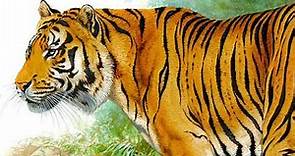 Javan tiger - The Year of the Tiger