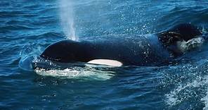 Keiko, the killer whale, lived in the ocean following captivity