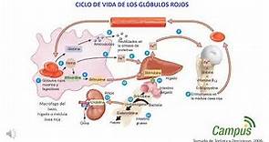 Ciclo de vida de eritrocitos