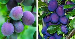 How to Plant Plums: Easy Fruit Growing Guide