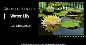 Water Lily Characteristics : Flower Information