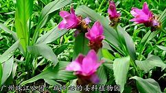 广州珠江公园的姜科植物园区 进入了最佳观赏期