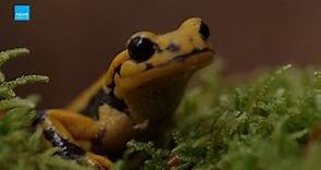 Clip Natura: La salamandra común (Salamandra salamandra)