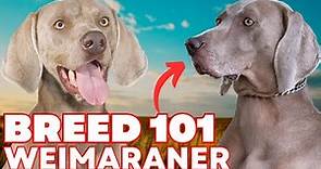 Weimaraner Everything You Need To Know