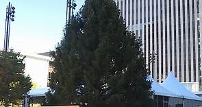 First look: Cincinnati's Fountain Square Christmas tree is here
