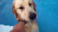 Dog hops fence to get into pool