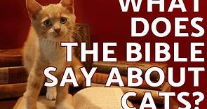 What Does the Bible Say About Cats? - CatWiki