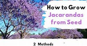How to Grow Jacaranda Trees From Seed ( 2 Methods)