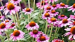 19 Hardy Perennials That Promise Unstoppable Color Every Year