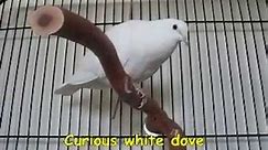 Bird - White Dove (great pet)