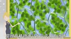 叶绿体的结构特点是什么