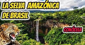 LA SELVA DE BRASIL, La selva de Brasil documental, LA SELVA AMAZONICA DE BRASIL