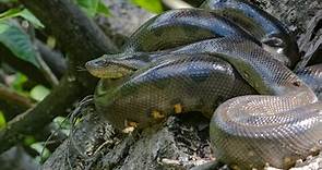 14 Green Anaconda Facts - Fact Animal