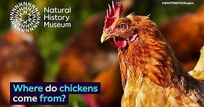 Where do chickens come from? | Surprising Science