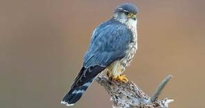 Merlin Identification, All About Birds, Cornell Lab of Ornithology