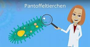 Pantoffeltierchen · Aufbau und Merkmale