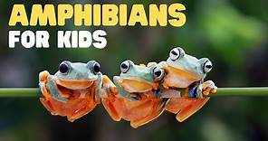 Amphibians for Kids | What is an amphibian? Learn the characteristics of amphibians