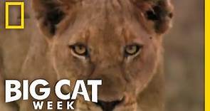 Teaser Trailer | Big Cat Week