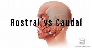Human anatomy basics- ROSTRAL VS CAUDAL | Daily medicine
