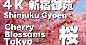 4K TOKYO JAPAN 新宿御苑の桜 （Sakura ）東京の桜 Shinjyuku Gyoen National Garden（cherry blossoms）東京観光 日本の桜 桜の名所