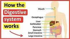 How the digestive system works 🍽 | The process of digestion