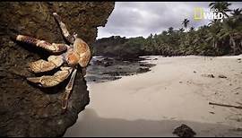Le plus grand crabe du monde
