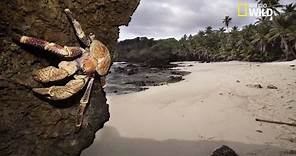 Le plus grand crabe du monde