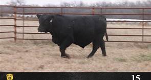 Big Time Herd Sire! Calving ease,... - Linz Heritage Angus