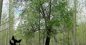 Propiedades del árbol Fraxinus o 🌷 Fresno común 🌷