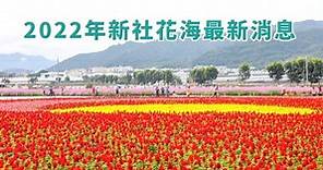 【免費接駁車】2024 新社花海節時間！台中國際花毯節、活動/交通