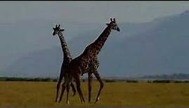 Male Giraffes Fight Neck to Neck