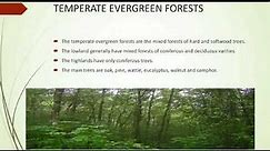 What are temperate evergreen forests