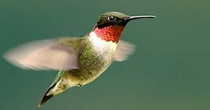 Ruby-throated Hummingbird Identification, All About Birds, Cornell Lab of Ornithology