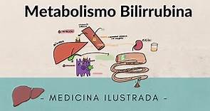 Metabolismo Bilirubina