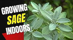 Growing Sage Indoors: A Beginner's Guide to Growing Sage Indoors