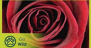 Rose - Queen of Flowers - Go Wild