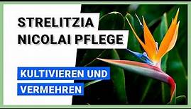 Baumstrelitzie (Strelitzia nicolai): Kultivieren und vermehren
