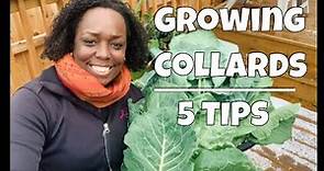 Growing Collard Greens | 5 Tips