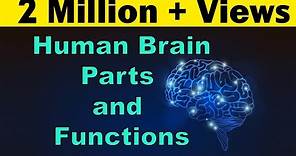 Human Brain | Parts & Functions | Cerebrum & Cerebellum | Biology | LetsTute